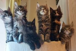 Maine Coon kittens