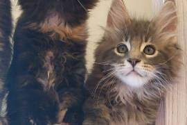 Maine Coon kittens