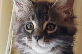 Maine Coon kittens