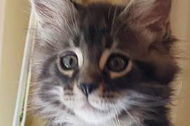 Maine Coon kittens