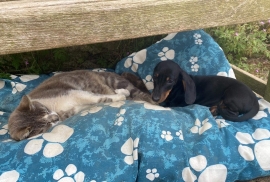 Miniature Dachshund Pups Socialised & KC regis