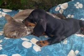 Miniature Dachshund Pups Socialised & KC regis