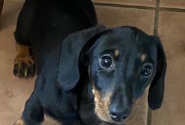 Miniature Dachshund Pups Socialised & KC regis