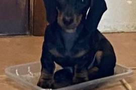 Miniature Dachshund Pups Socialised & KC regis