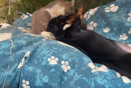 Miniature Dachshund Pups Socialised & KC regis