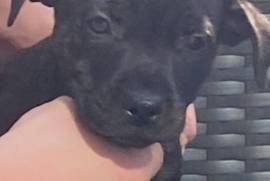 Staffy female pup 8 weeks old 