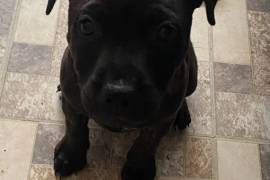 Staffy female pup 8 weeks old 