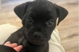 Cockerspaniel/Pug Pups seeking happy forever home