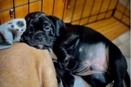 Cockerspaniel/Pug Pups seeking happy forever home