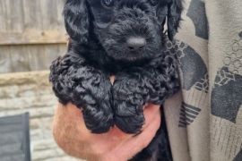 Toy poodle puppies 