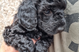 Toy poodle puppies 