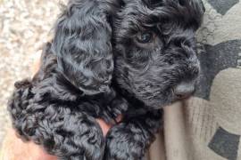 Toy poodle puppies 