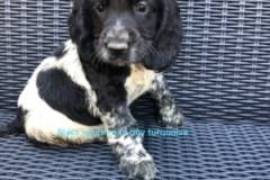 Cocker spaniels puppies 