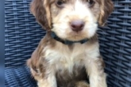 Cocker spaniels puppies 