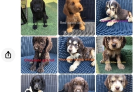 Cocker spaniels puppies 