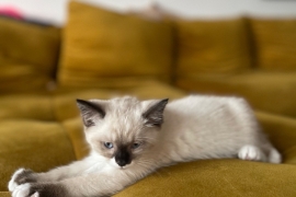 Ragdoll Kittens