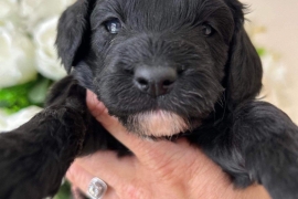 Cockapoo puppy’s 