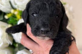 Cockapoo puppy’s 