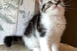 Beautiful pedigree Scottish fold and straight kitt