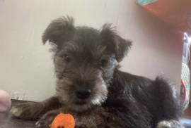 Rex - Jack Russell cross Cairns terrier