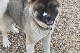 American Akita 