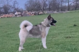 American Akita 