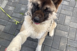 American Akita 