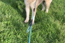 American Akita 