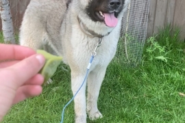 American Akita 