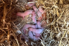 Sandy and eu ferret kits 