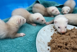 Sandy and eu ferret kits 