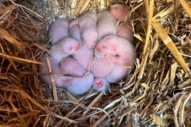 Sandy and eu ferret kits 