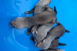 Sandy and eu ferret kits 