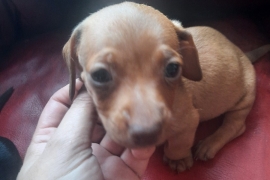 Puppy dachshund 