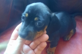 Puppy dachshund 