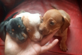 Dachshund puppies 