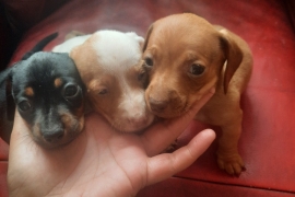 Dachshund puppies 