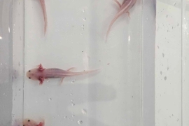 Axolotl babies