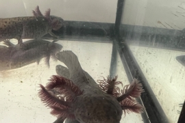 Axolotl babies