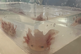 Axolotl babies