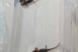 Axolotl babies