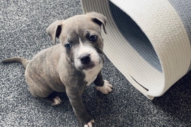 Staffordshire Bull Terrier Puppies