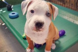 Staffordshire Bull Terrier Puppies