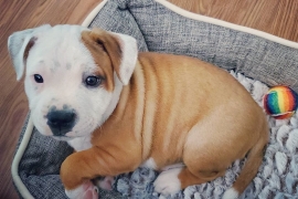 Staffordshire Bull Terrier Puppies