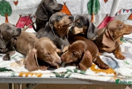 MINIATURE DACHSHUNDS READY NOW KC REG FULLY VAX 