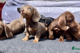 MINIATURE DACHSHUNDS READY NOW KC REG FULLY VAX 