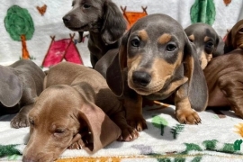 MINIATURE DACHSHUNDS READY NOW KC REG FULLY VAX 