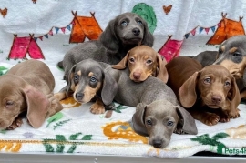 MINIATURE DACHSHUNDS READY NOW KC REG FULLY VAX 