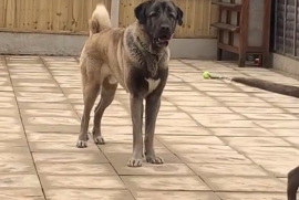 Black face Turkish kangal