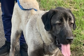 Black face Turkish kangal